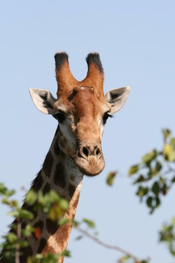 Parsons Hilltop Safari Camp Balule Game Reserve Exterior photo